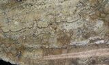Polished Miocene Stromatolite (Chlorellopsis) - Crimea #57574-1